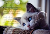 /album/kepes-oldal/szirom-nelkul-jpg/